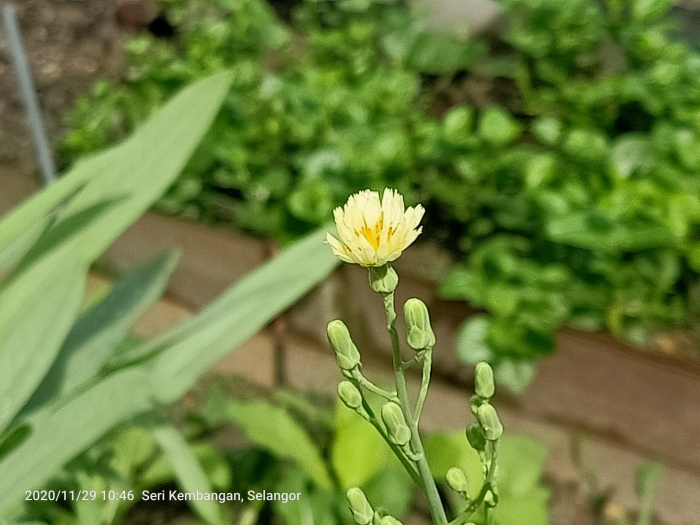 Lactuca serriola image