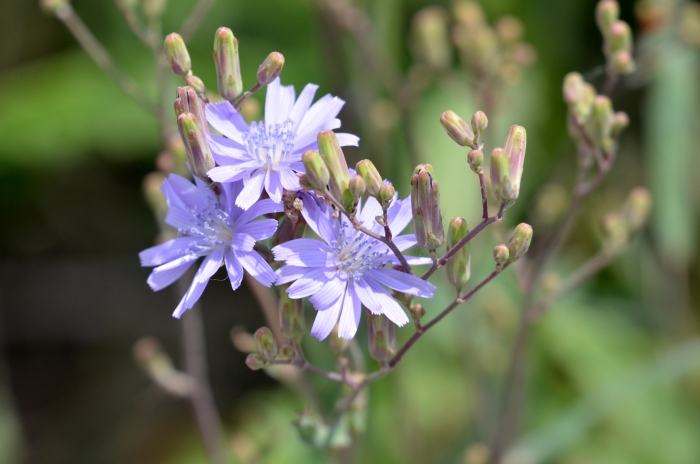Lactuca tatarica image