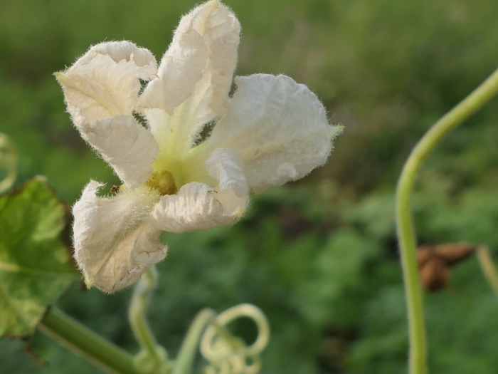 Lagenaria siceraria image
