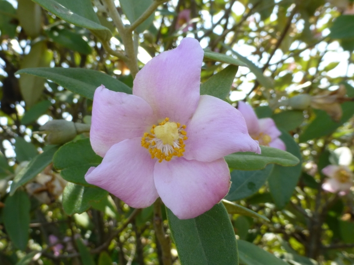 Lagunaria patersonii image