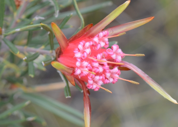 Lambertia formosa image