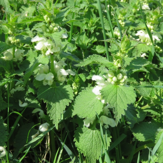 Lamium album image