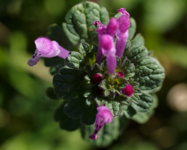 Lamium amplexicaule image
