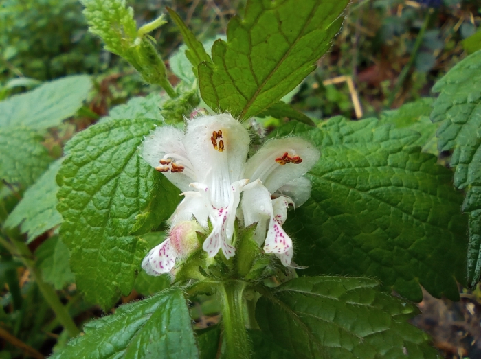 Lamium flexuosum image