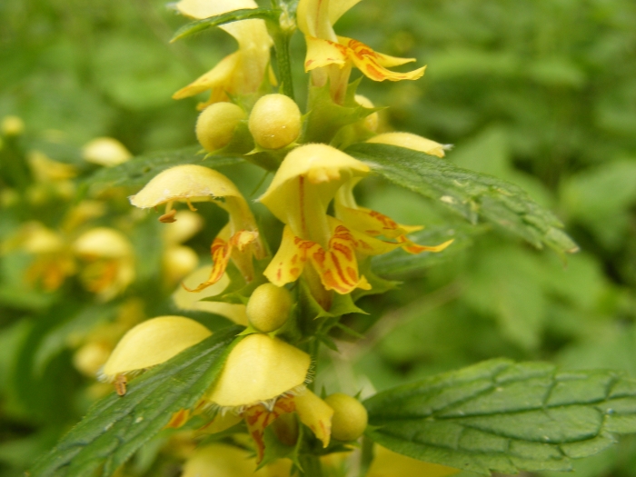 Lamium galeobdolon image