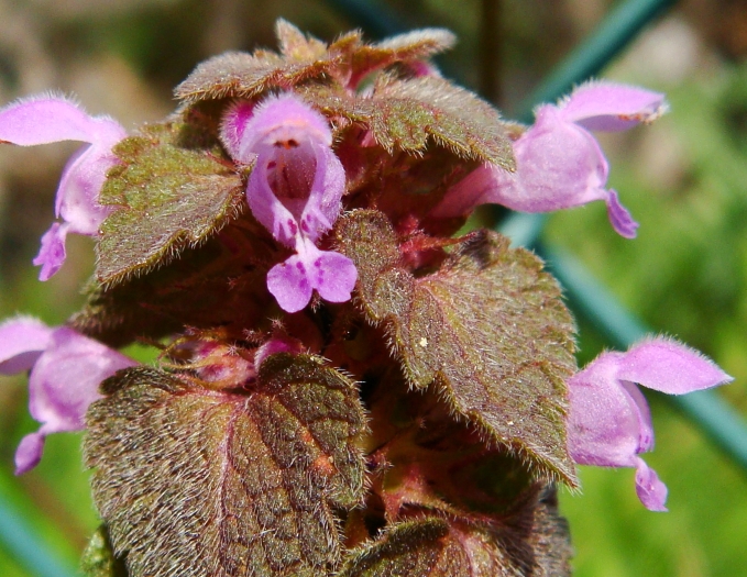 Lamium purpureum image
