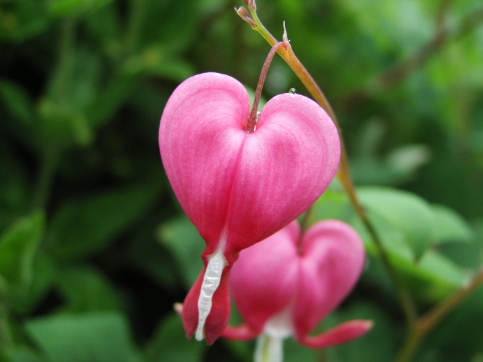 Lamprocapnos spectabilis image