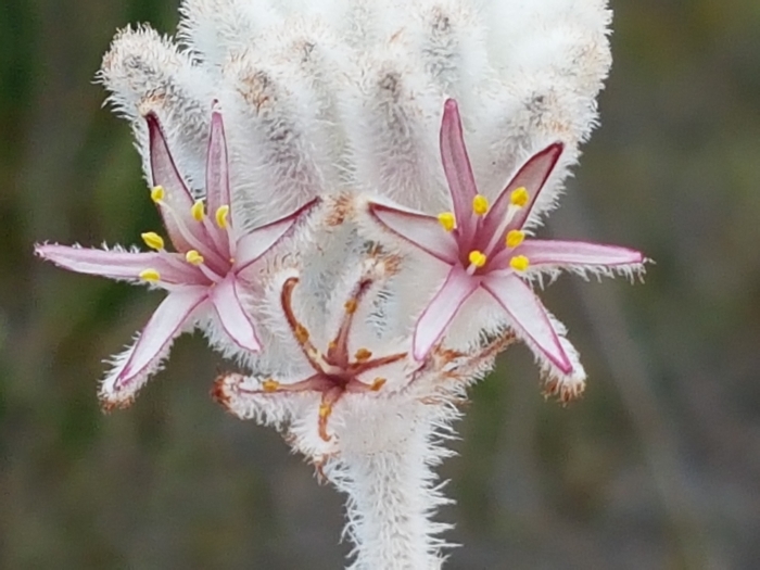 Lanaria lanata image