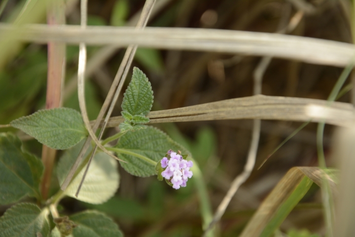 Lantana indica image