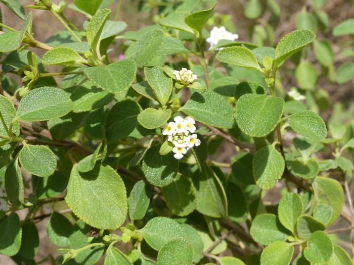 Lantana involucrata image