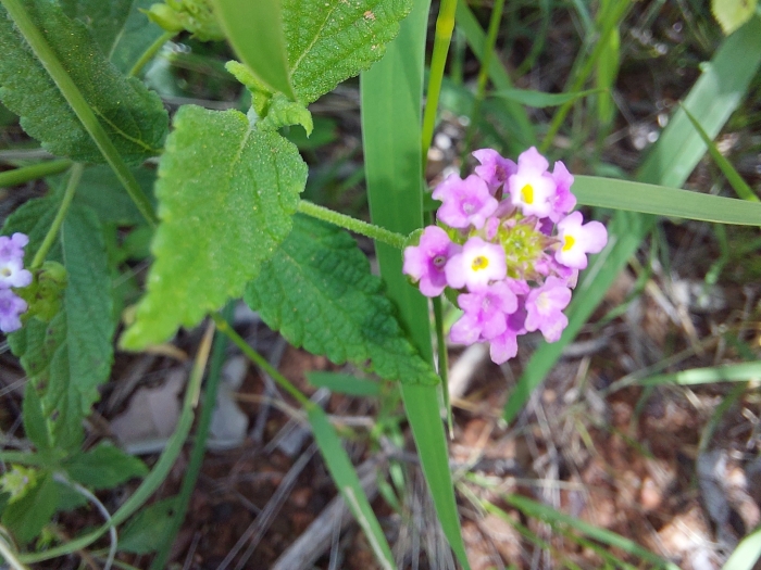 Lantana rugosa image