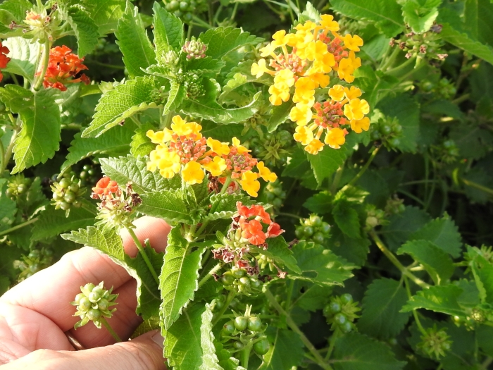 Lantana urticoides image