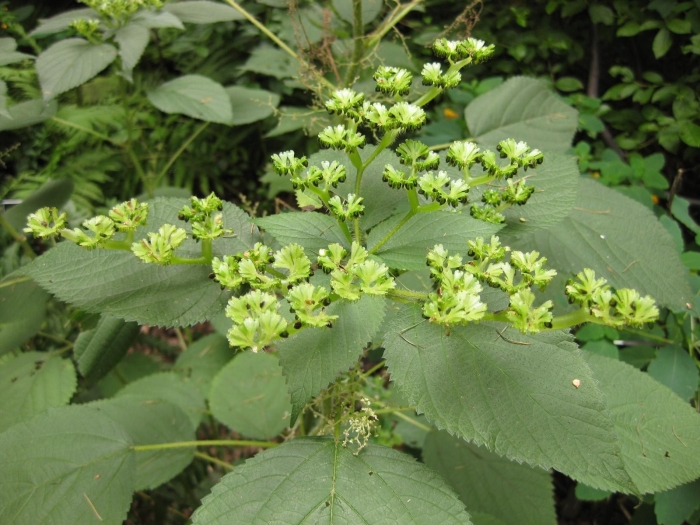 Laportea canadensis image