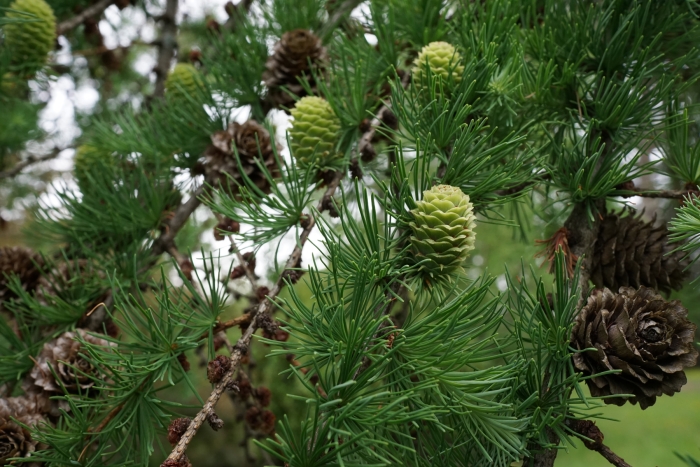 Larix kaempferi image
