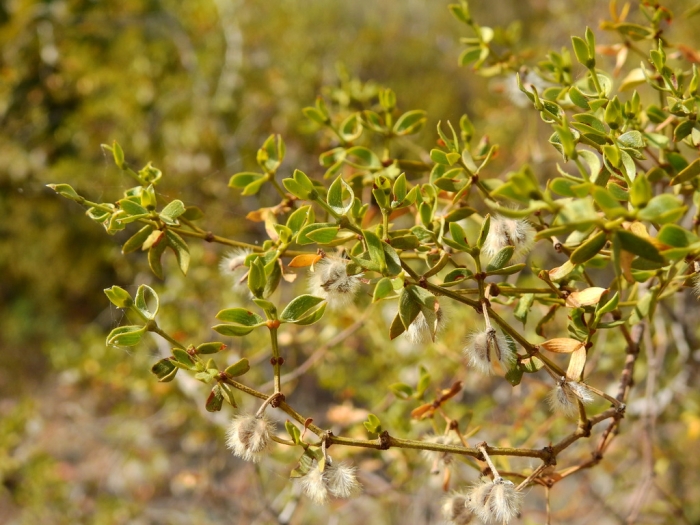Larrea divaricata image