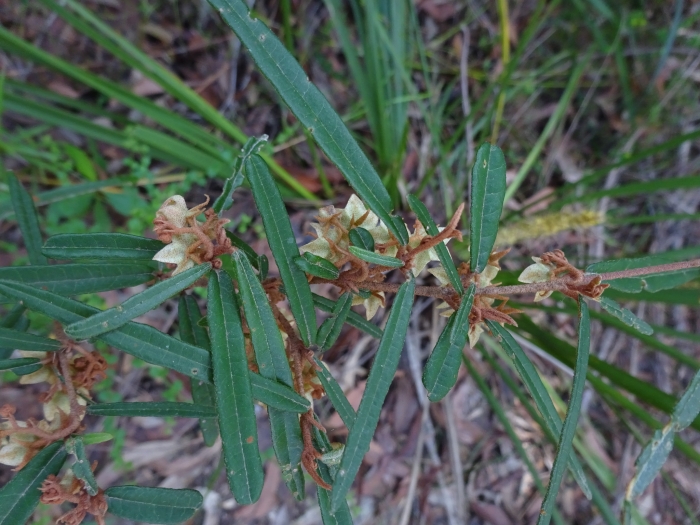 Lasiopetalum ferrugineum image