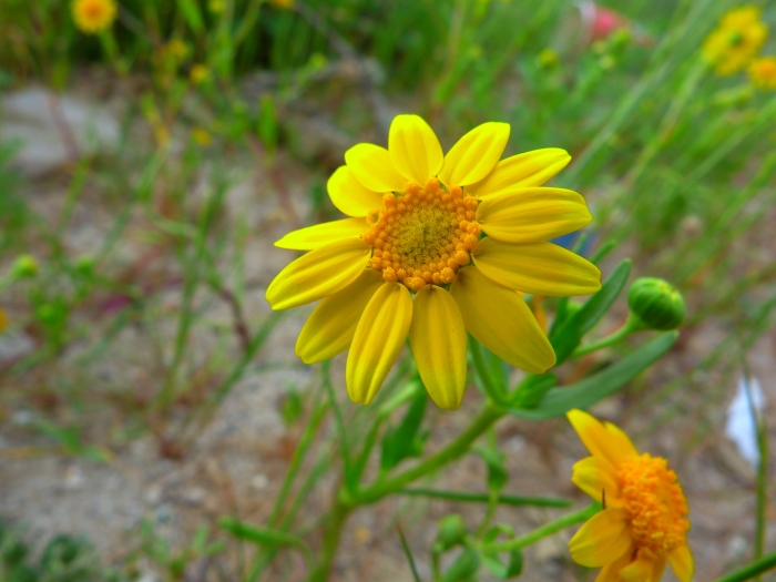 Lasthenia glabrata image