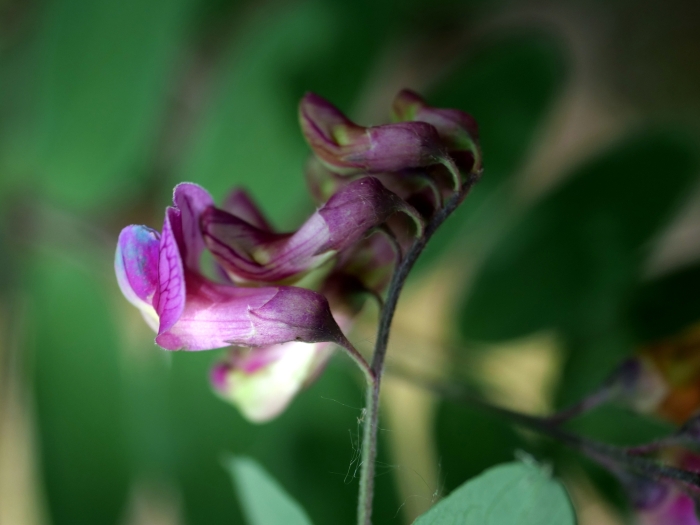 Lathyrus niger image