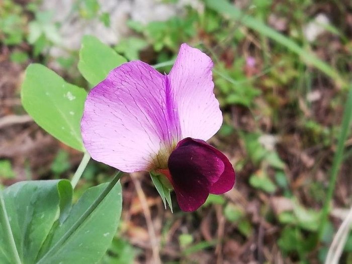 Lathyrus oleraceus image