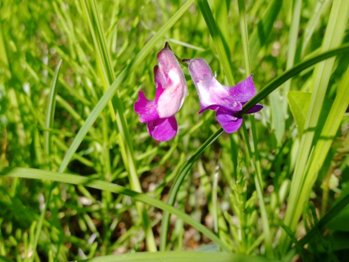Lathyrus palustris image
