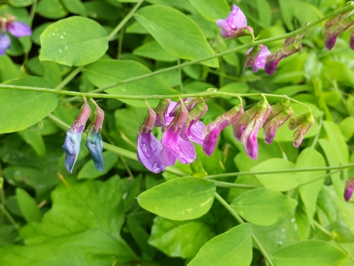 Lathyrus polyphyllus image