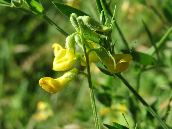 Lathyrus pratensis image