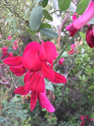 Lathyrus splendens image