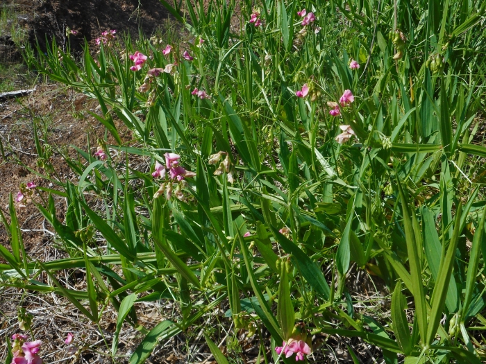 Lathyrus sylvestris image