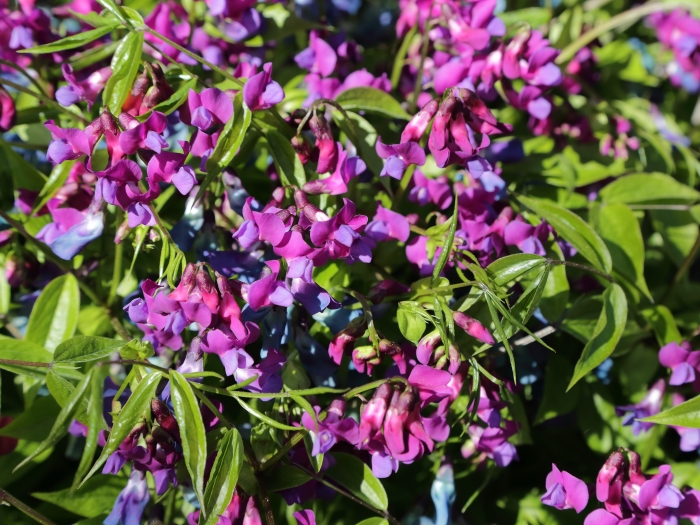Lathyrus vernus image
