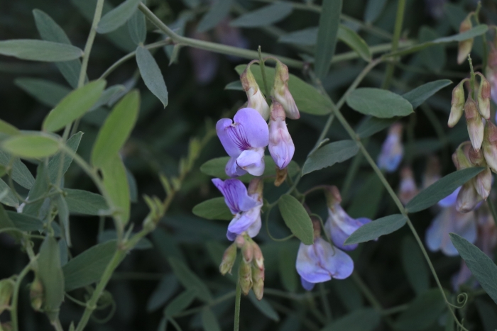 Lathyrus vestitus image