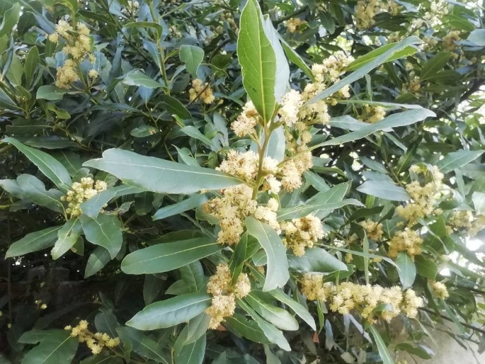 Laurus nobilis image
