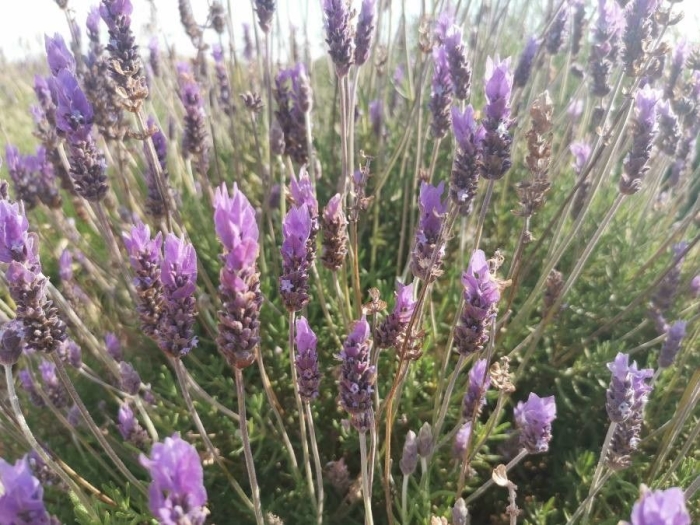 Lavandula dentata image