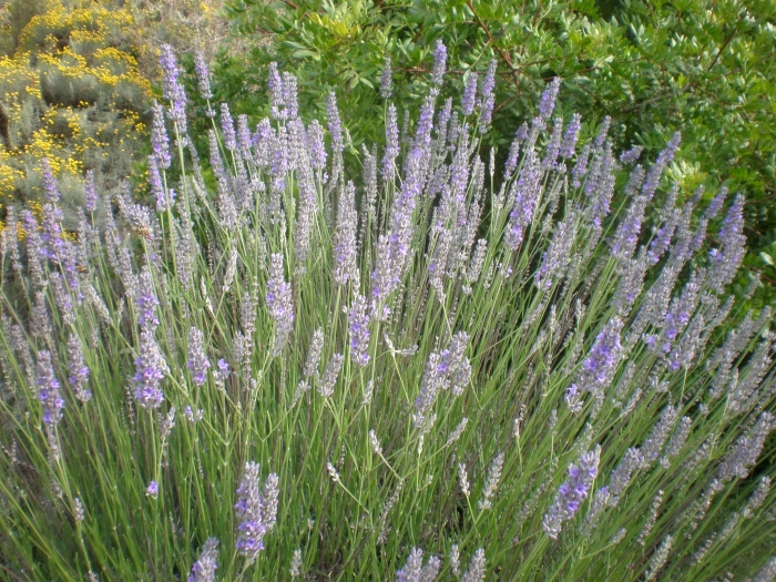 Lavandula intermedia image