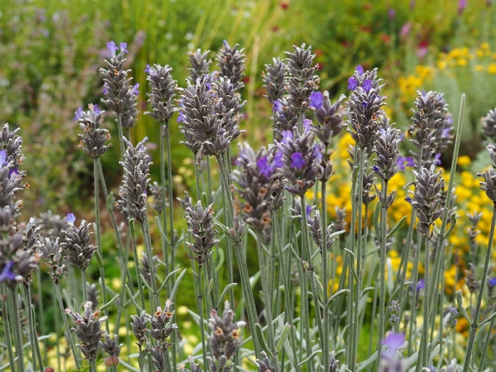 Lavandula latifolia image