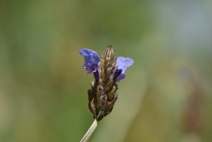 Lavandula multifida image