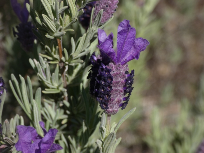 Lavandula stoechas image