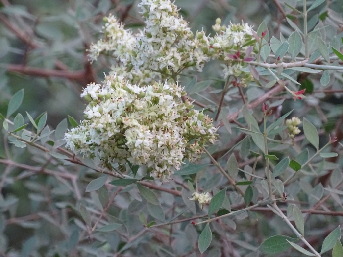 Lawsonia inermis image