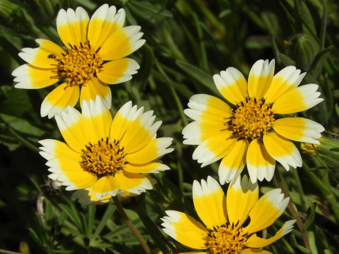 Layia chrysanthemoides image