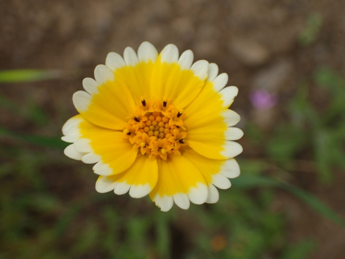 Layia platyglossa image