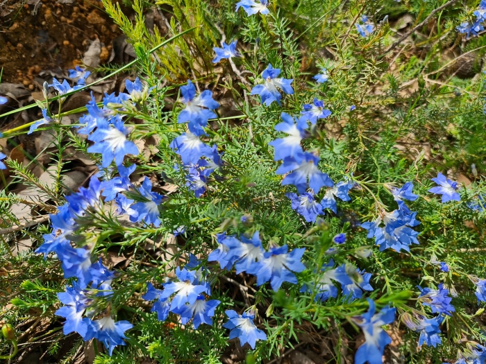 Lechenaultia biloba image