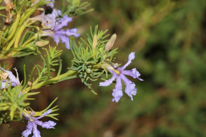 Lechenaultia floribunda image