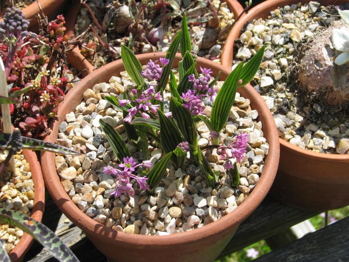 Ledebouria cooperi image