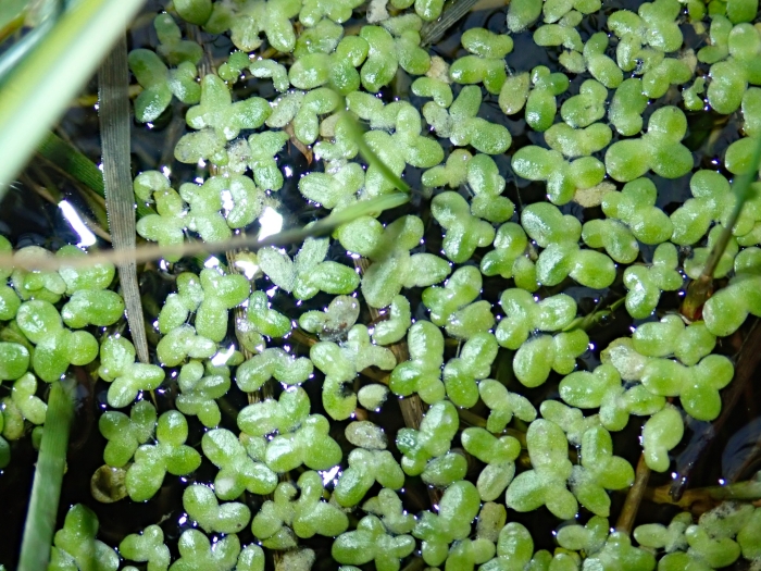 Lemna aequinoctialis image