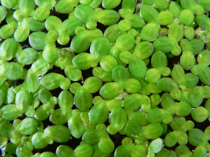 Lemna minor image