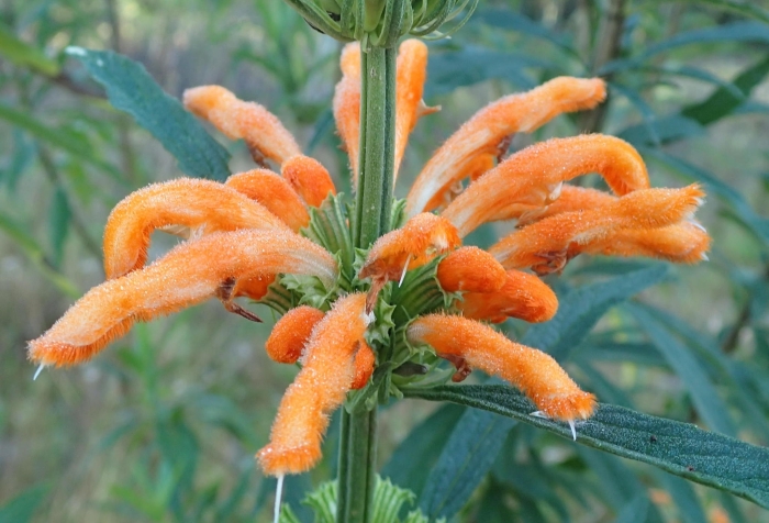 Leonotis leonurus image