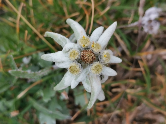 Leontopodium alpinum image