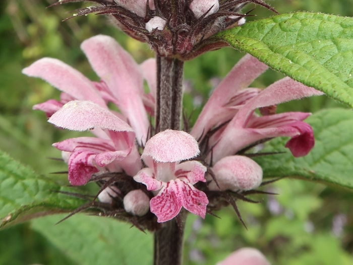 Leonurus macranthus image