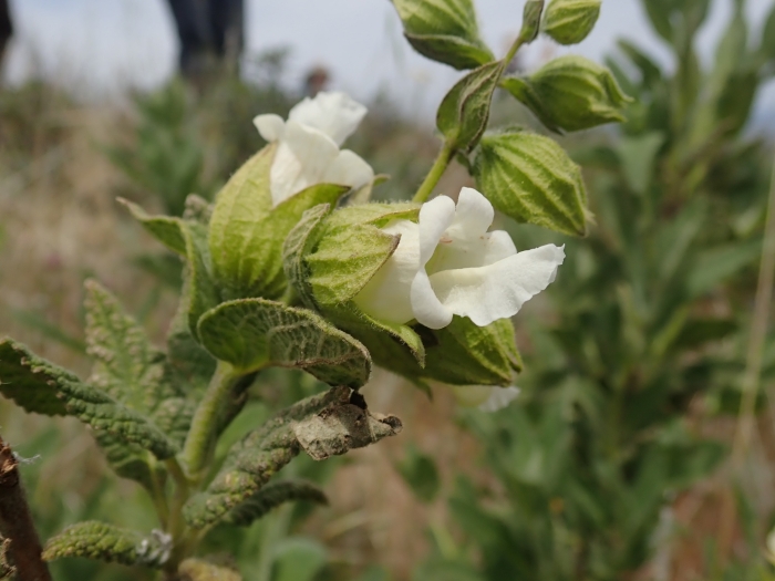 Lepechinia calycina image