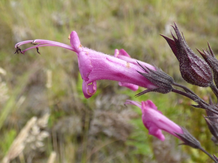 Lepechinia hastata image