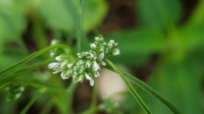 Lepidium sativum image